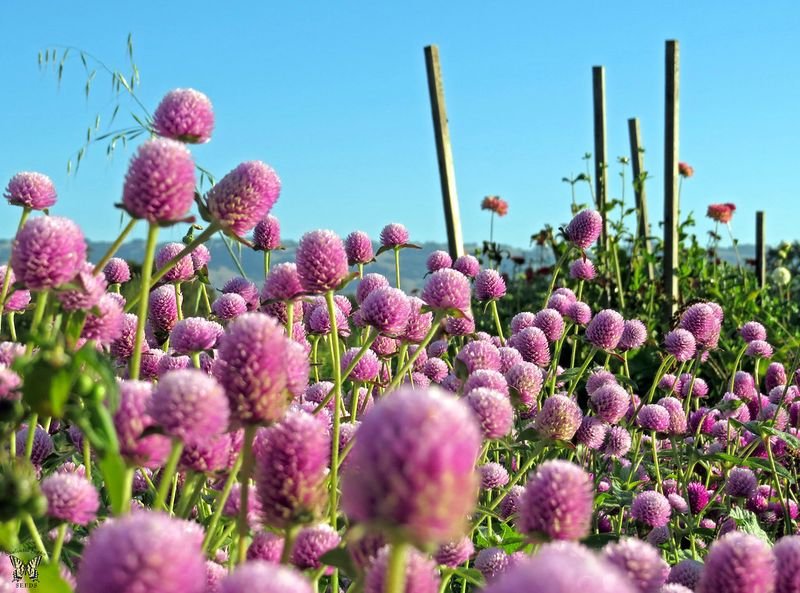 resources of Red clover extract exporters
