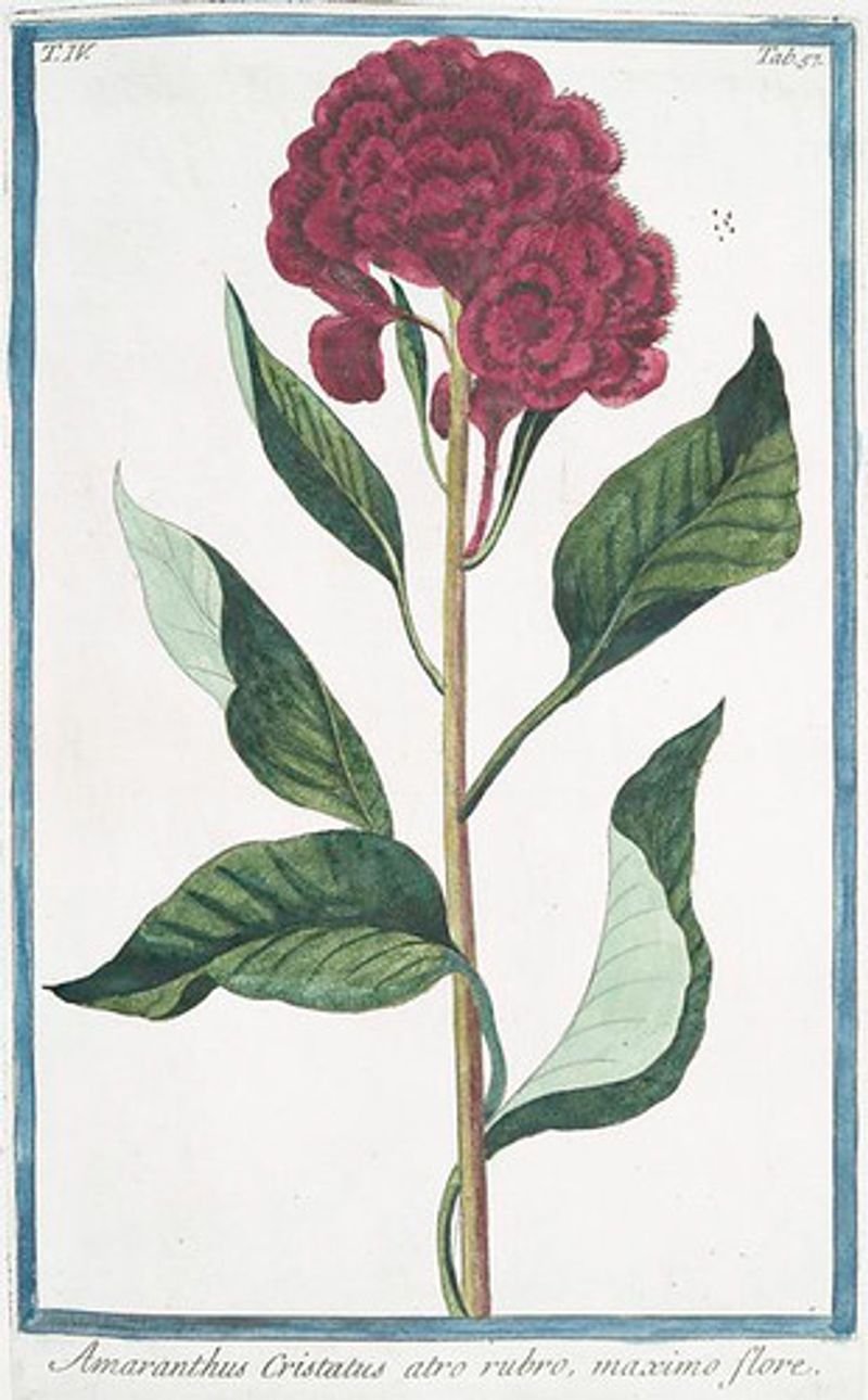 resources of Amaranth exporters