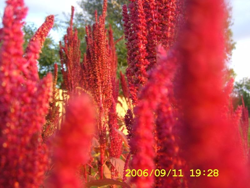 resources of Amaranth / Kiwicha exporters