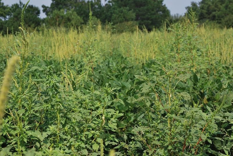 resources of Non Gmo Alfalfa exporters