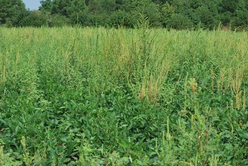 resources of Amaranth Seed exporters