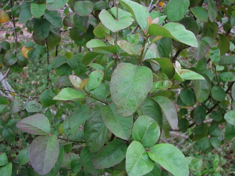 resources of White Pepper - 090412 exporters
