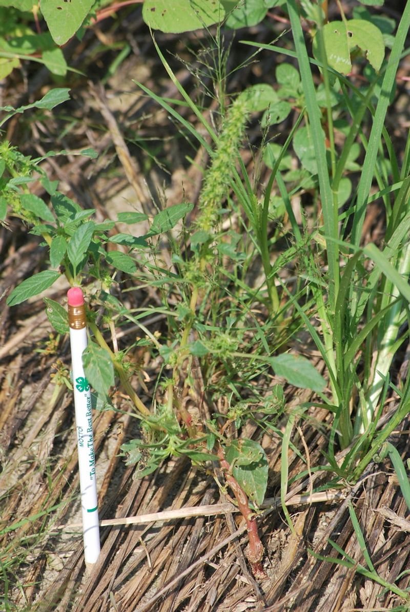 resources of Common Knotgrass Polygonum Aviculare exporters