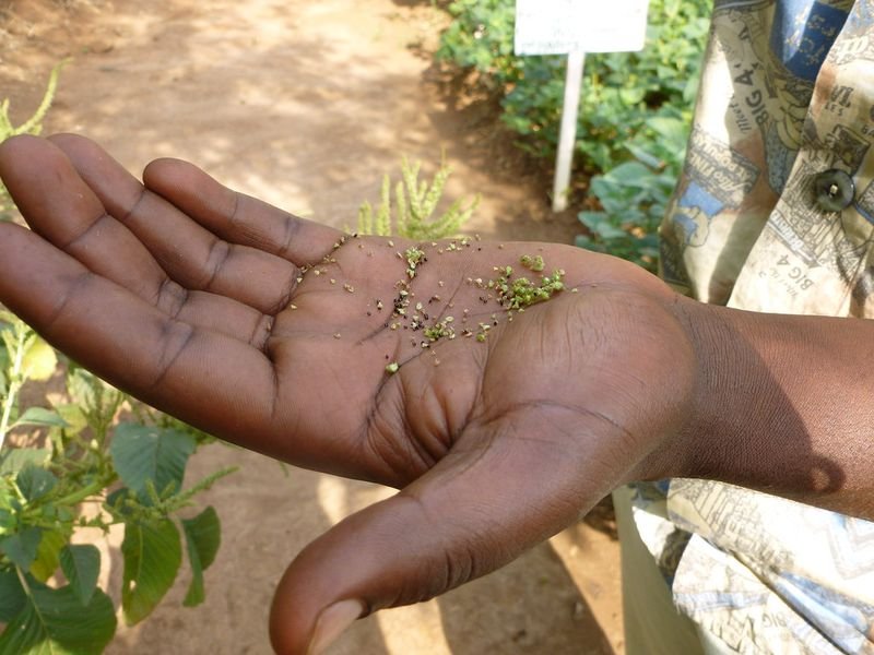 resources of Moringa-Based Crop Fertiliser exporters