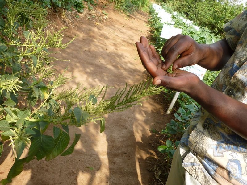 resources of Elephant Yam Suran Foot exporters