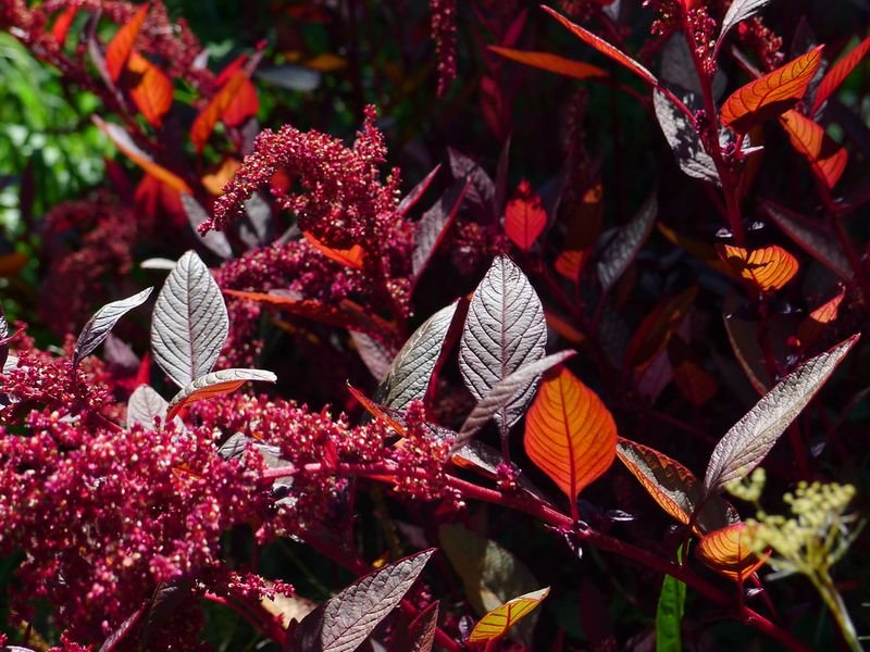 resources of Coleus Extract Upto 40% Forskohlin exporters