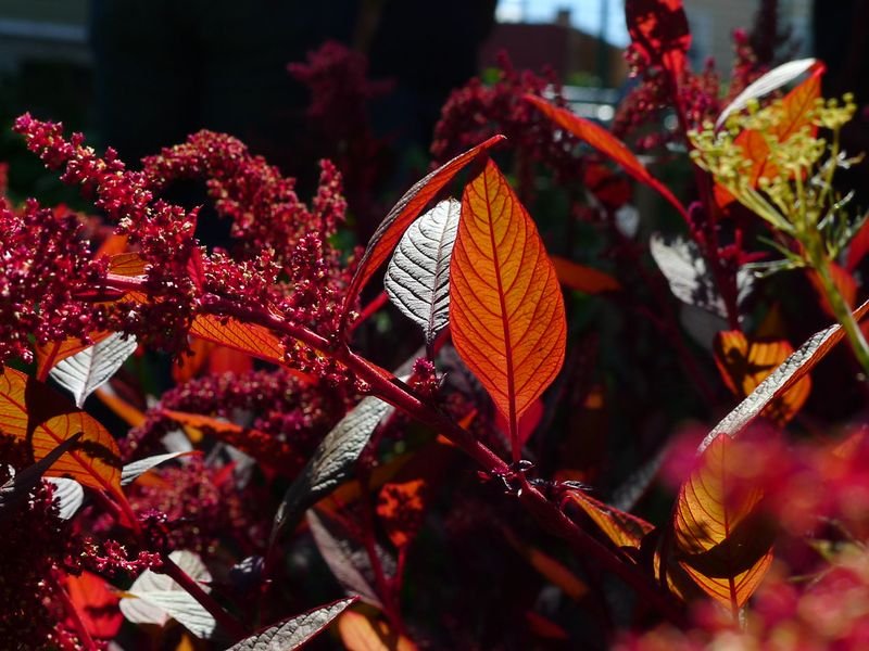 resources of Organic Amaranth Seeds exporters