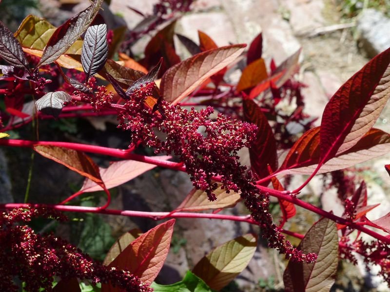 resources of Amaranth exporters