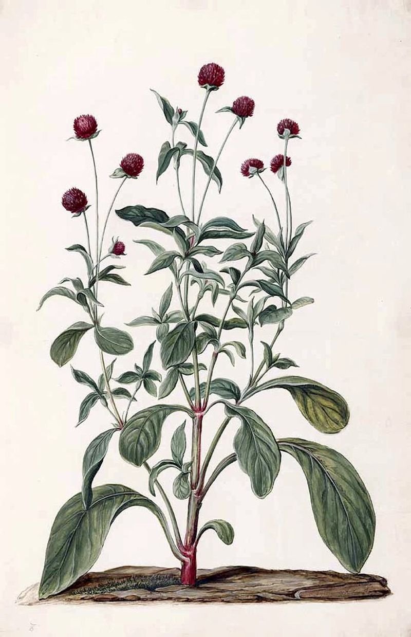 resources of Berseem Clover Seed (trifolium Alexandrinum) exporters