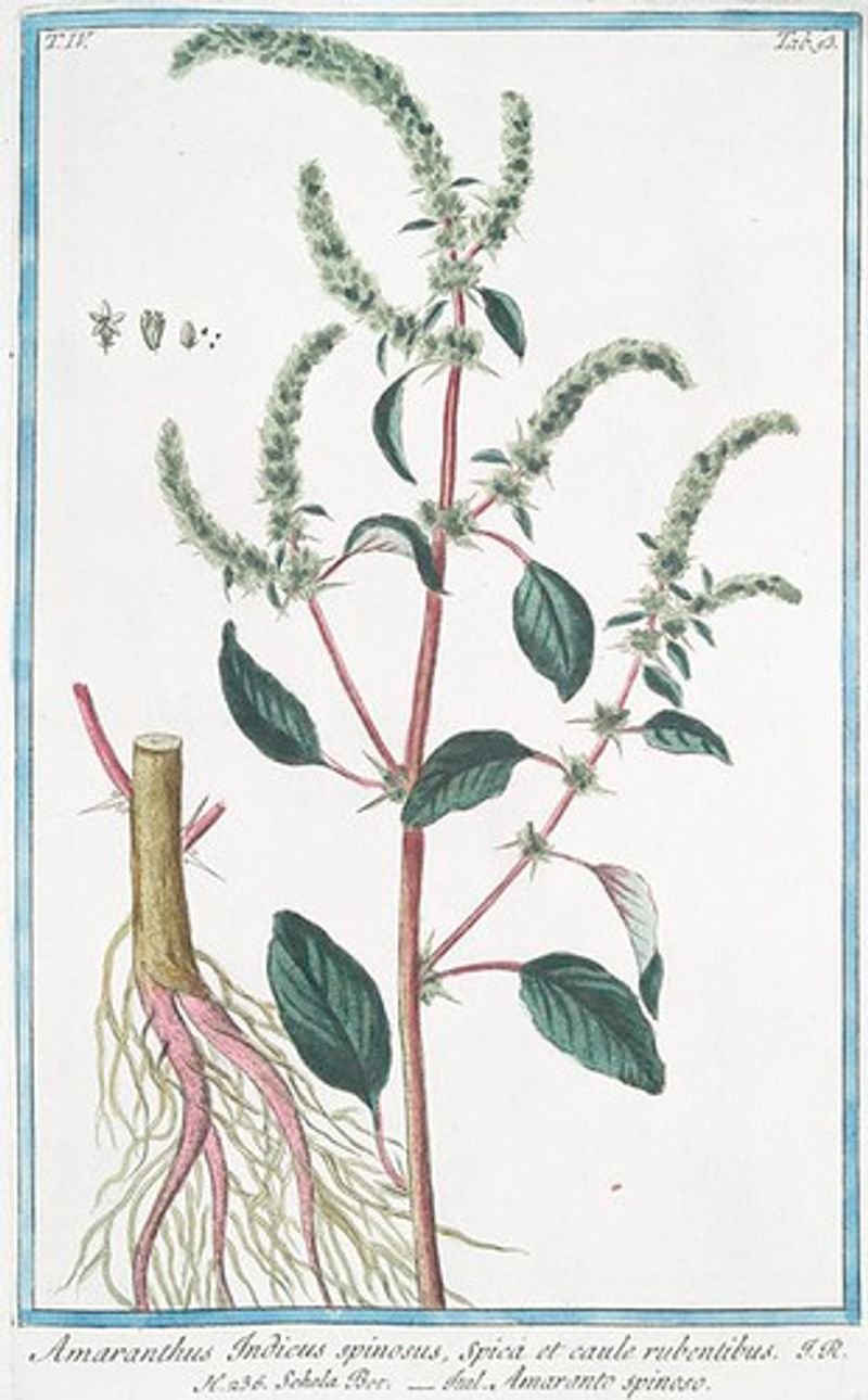 resources of Organic Amaranth (Certified NOP EU) exporters