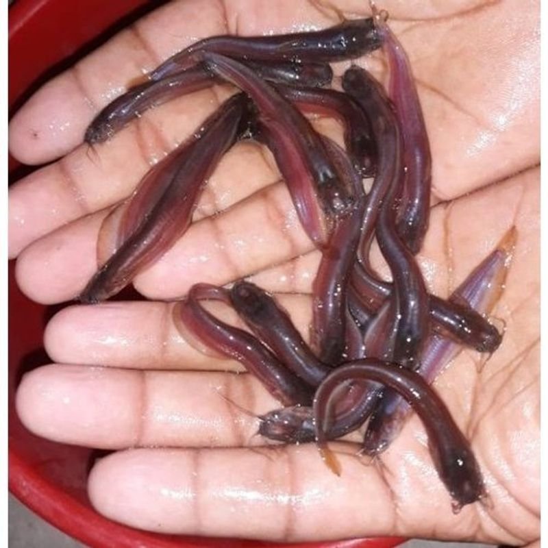 resources of Fingerroot exporters