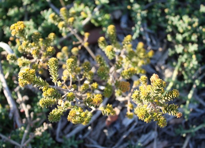 resources of Golden Buds / Needles exporters