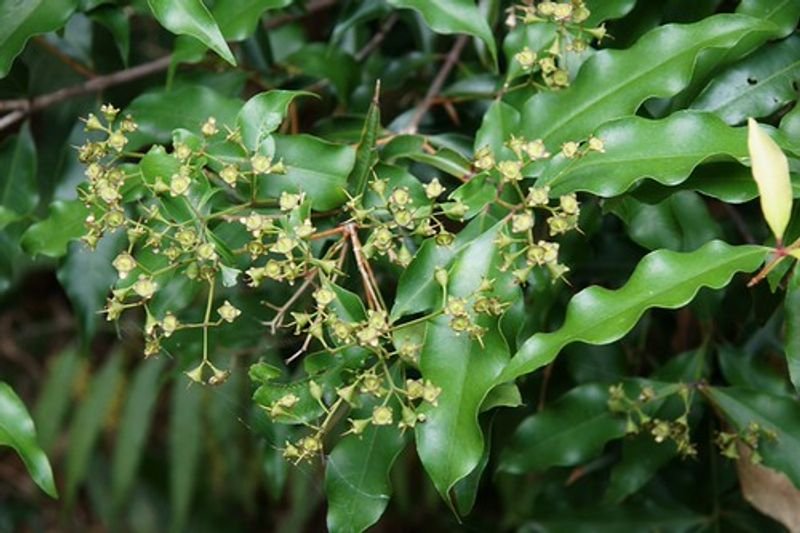 resources of Osmanthus Absolute exporters