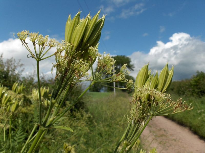 resources of Mace Flowers exporters