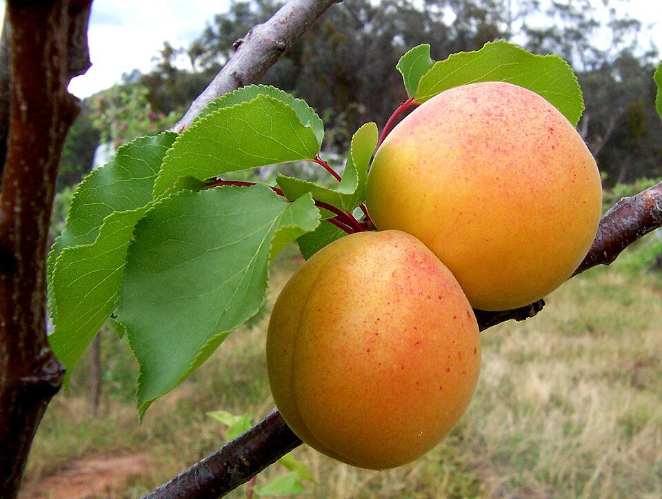 Apricot Exporters, Wholesaler & Manufacturer | Globaltradeplaza.com