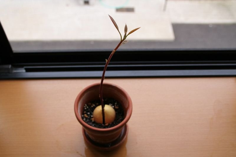 resources of Flower Pot exporters