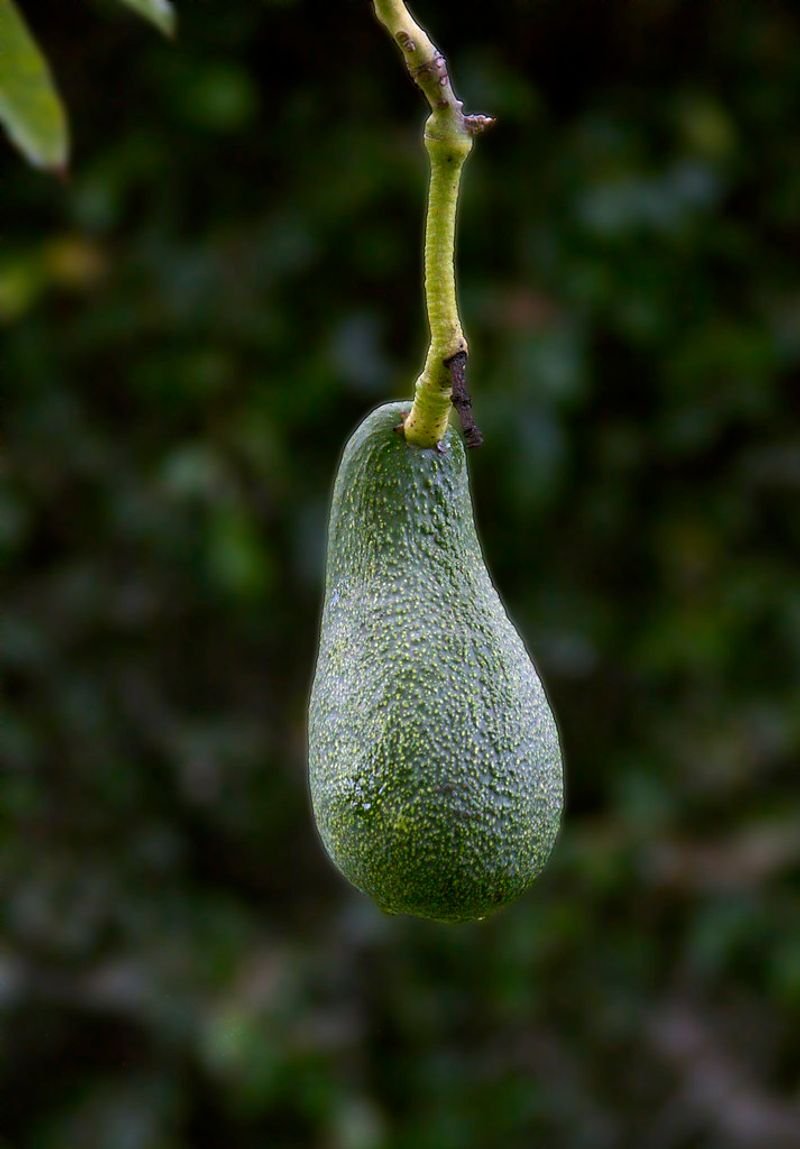 resources of Bottle gourd exporters
