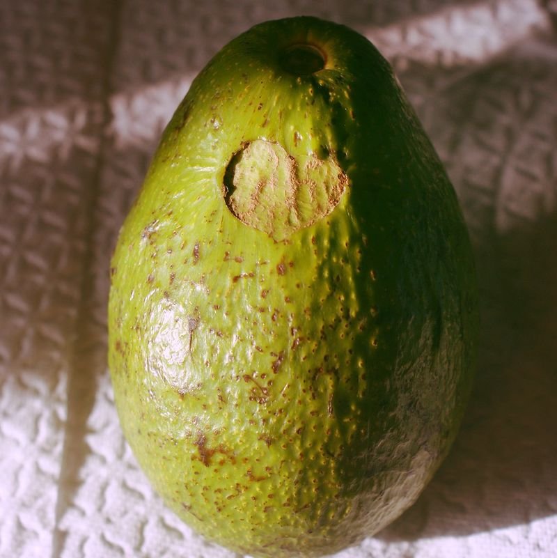 resources of Fresh Avocado / Fresh Pear Hass Avocado exporters resources of Fresh Avocado / Fresh Pear Hass Avocado exporters