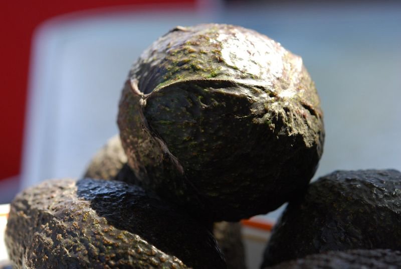 resources of Hass Avocado exporters