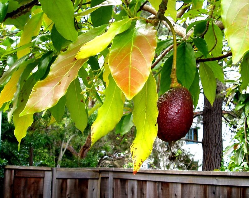 resources of Breadfruit exporters