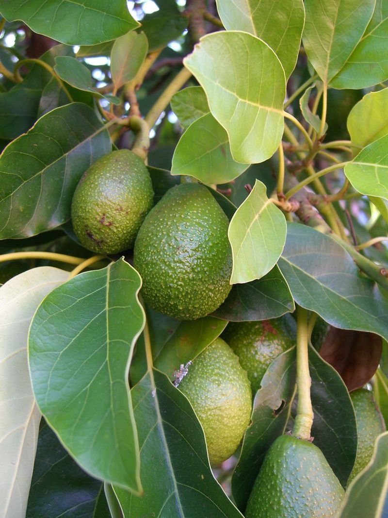 resources of Kaffir Lime Oil exporters
