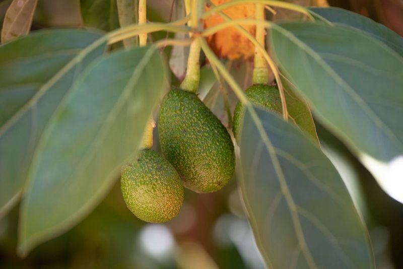 resources of Triphala exporters