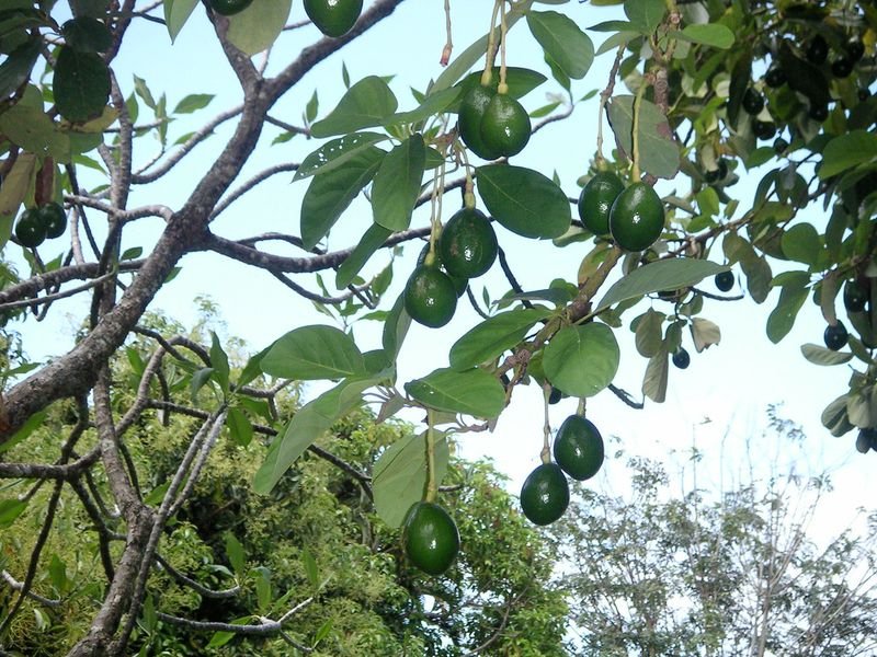 resources of High Quality Fresh Passion Fruit exporters