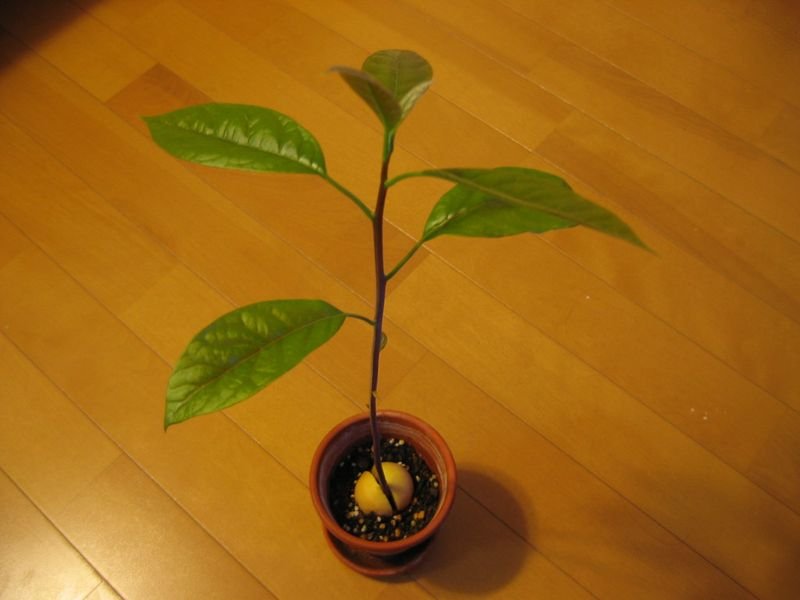 resources of Artifical Banyan Tree Bonsai exporters