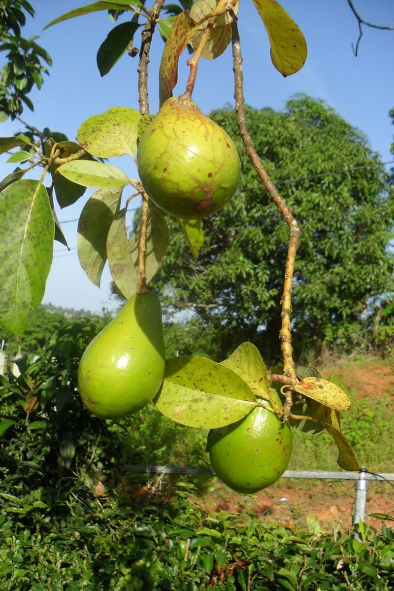 resources of Girnar 4 Mungfali Seeds exporters