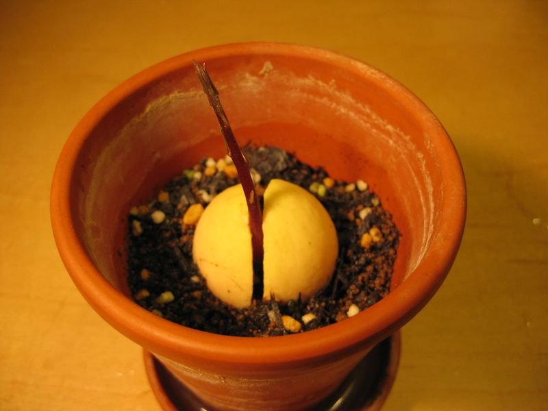 resources of Sunflower Seed Chocolate Ball exporters