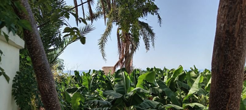 resources of Fresh Cavendish Banana exporters