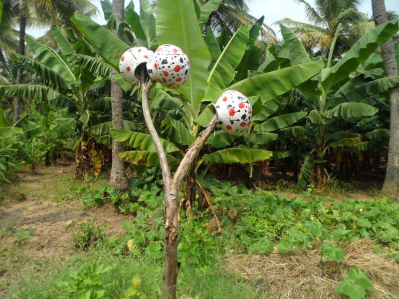 resources of Dried banana leaf exporters