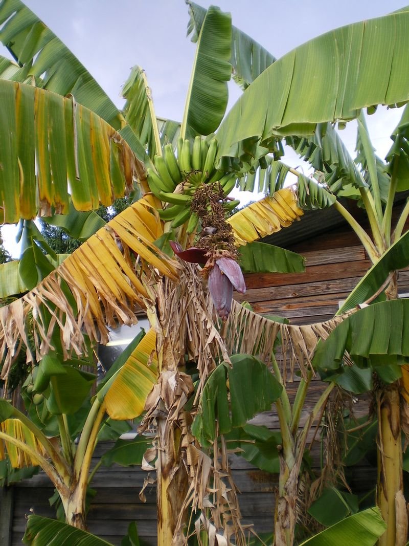 resources of Banana exporters