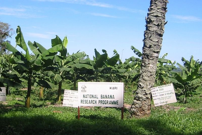 resources of Fresh Cavendish Banana exporters