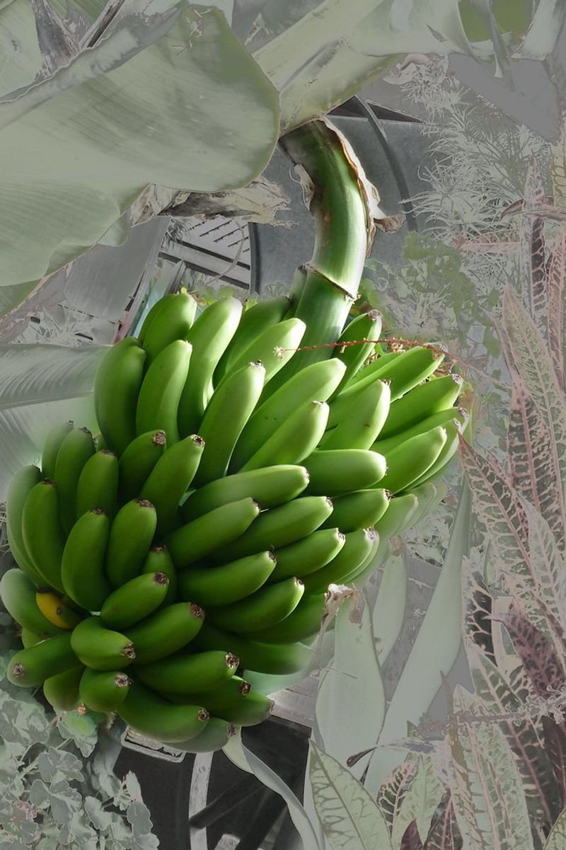 resources of TNW-The Natural Wash Banana Conditioner for Manageable & Frizz-Free Hair | Makes Hair Soft, Smooth & Shiny | Suitable for All Hair Types exporters