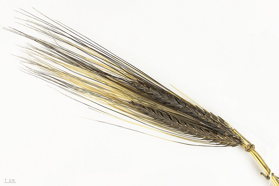 Barley Exporters, Wholesaler & Manufacturer | Globaltradeplaza.com