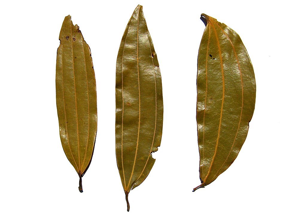 Bay Leaf Exporters, Wholesaler & Manufacturer | Globaltradeplaza.com