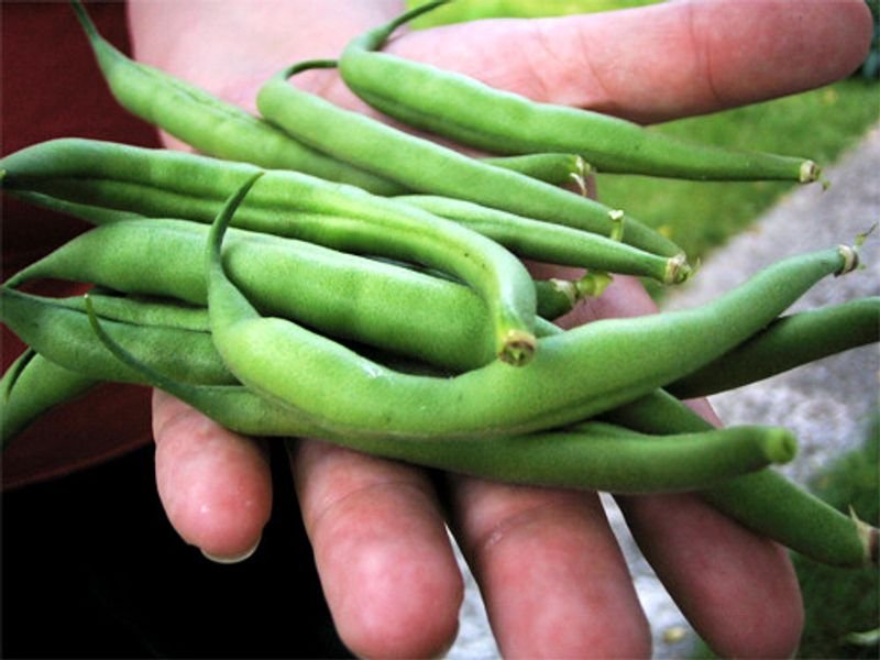 resources of Green Bean and Roasted Bean exporters