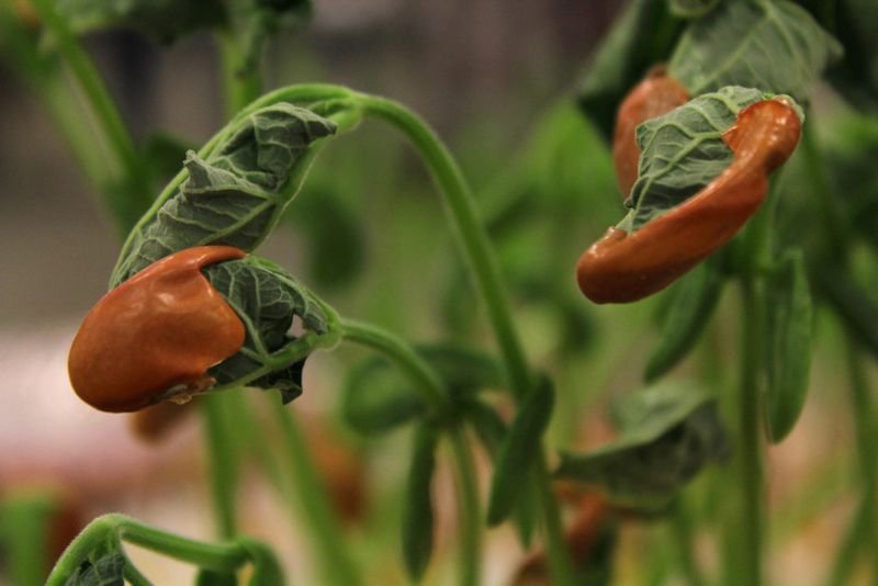 resources of Sweet Paprika Pod With Stem exporters