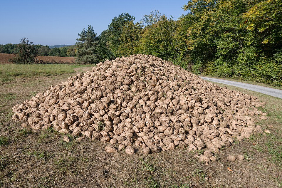 Beet Sugar Exporters, Wholesaler & Manufacturer | Globaltradeplaza.com