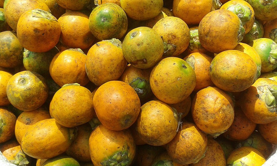 resources of Dried Betel Nut exporters