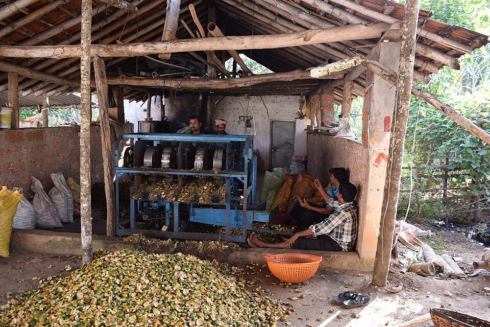 resources of Areca Betel Nut exporters