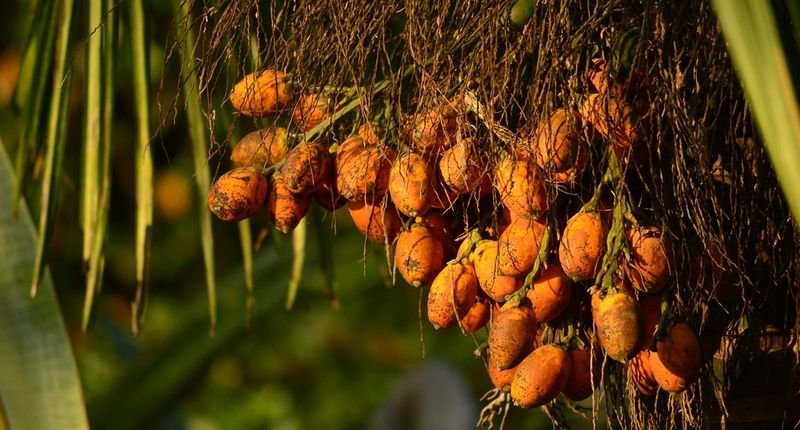 resources of Betel nuts exporters resources of Betel nuts exporters