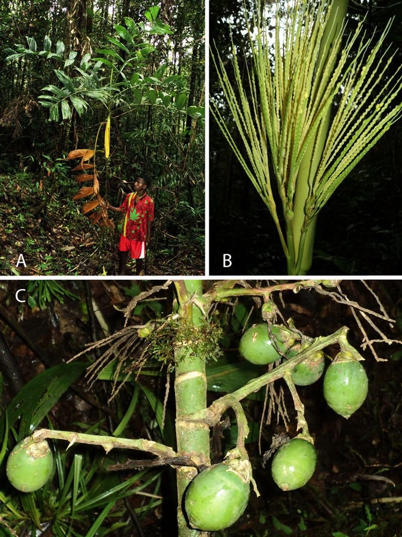 resources of Betel Nut exporters