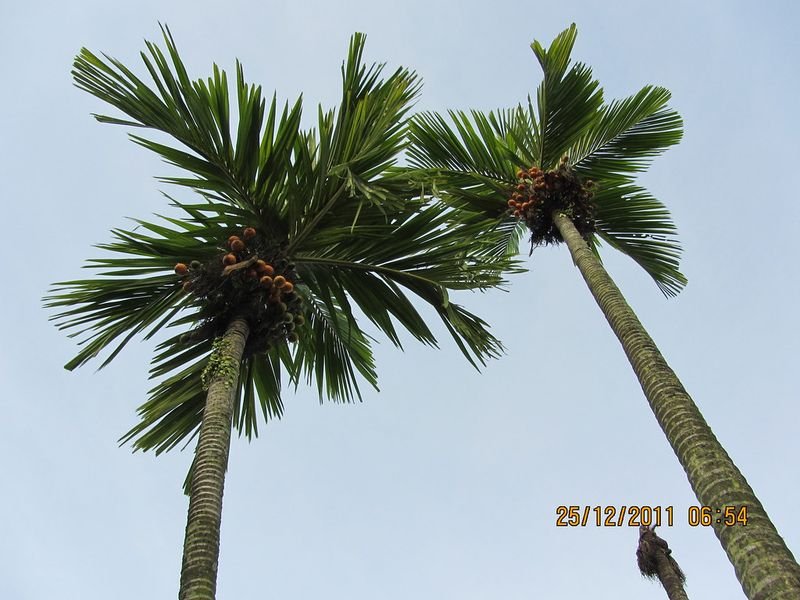 resources of Whole Betel Nuts/Areca Nuts exporters resources of Whole Betel Nuts/Areca Nuts exporters