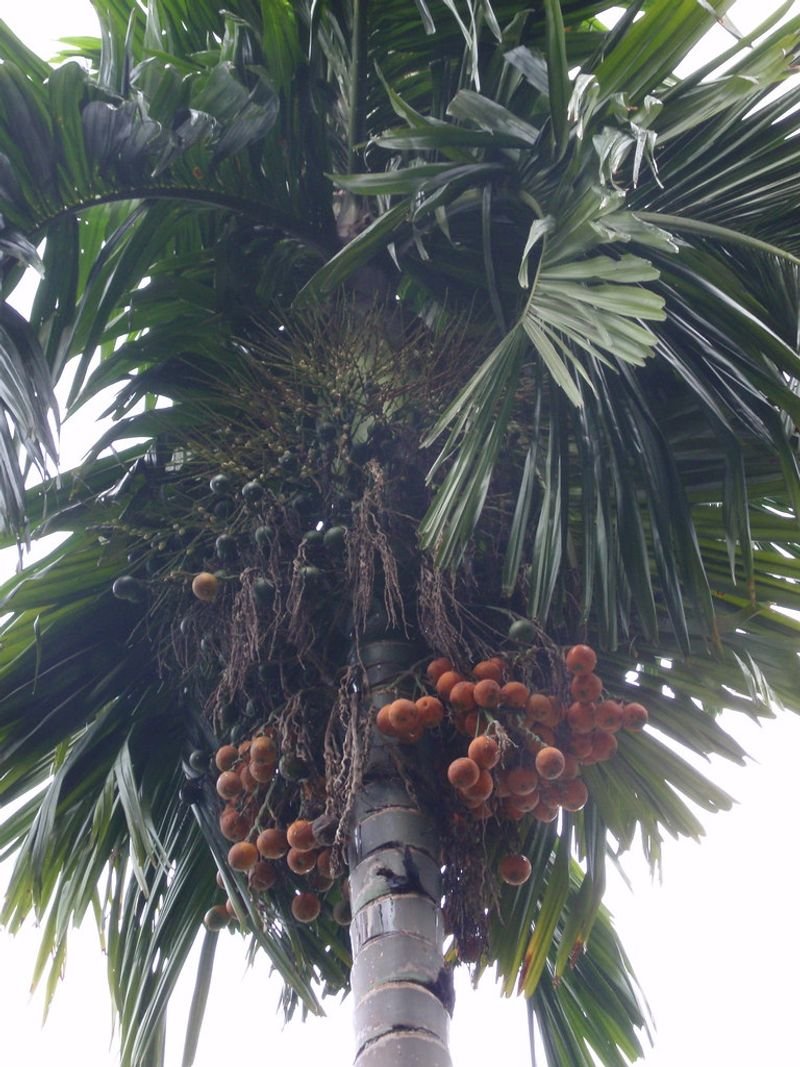 resources of Betel Nut exporters
