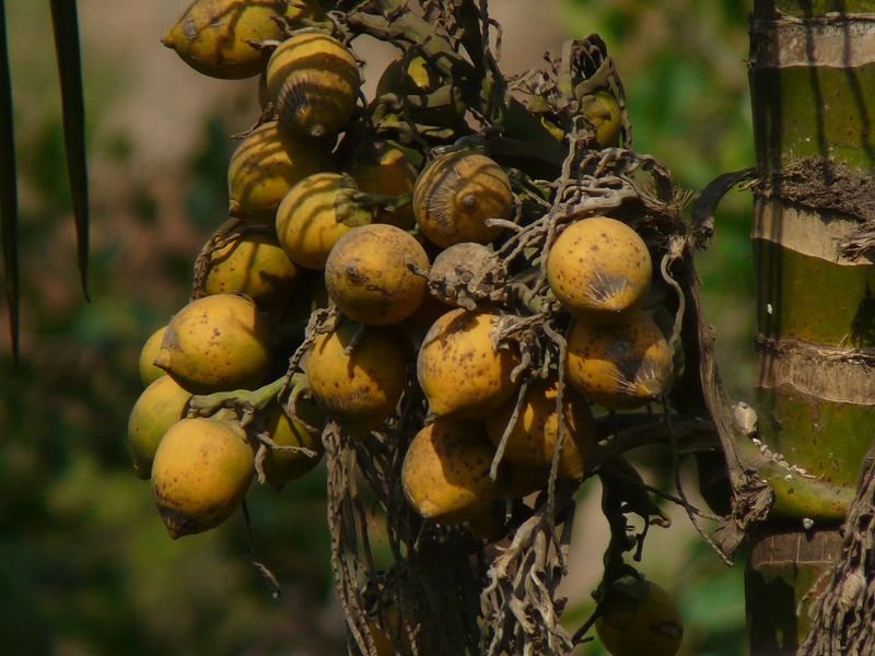 resources of Betel Nut (Betel Nuts Split) exporters