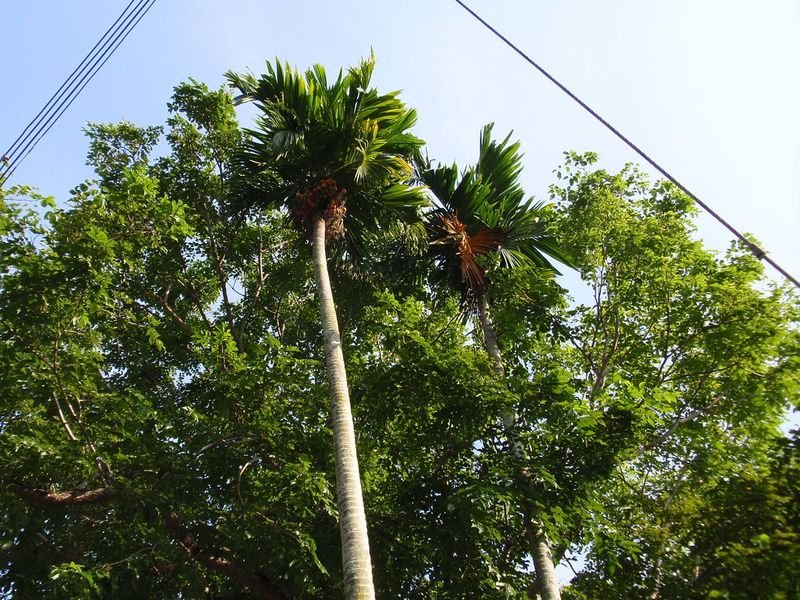 resources of Betel Nut exporters resources of Betel Nut exporters