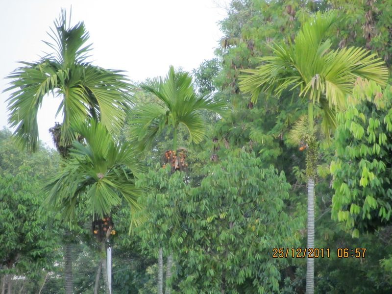 resources of Areca nut exporters