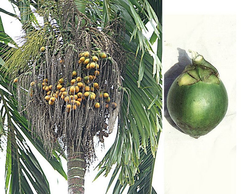 resources of Betel Nut 80-85 exporters